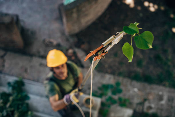 Reliable West Sand Lake, NY Tree Services Solutions