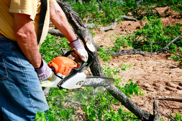 How Our Tree Care Process Works  in  West Sand Lake, NY